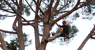 U Giardin Tree Climbing